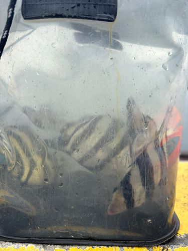 イシダイの釣果