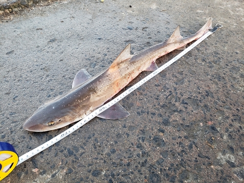 サメの釣果