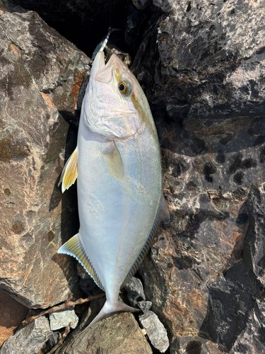 シオの釣果