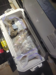 ケンサキイカの釣果