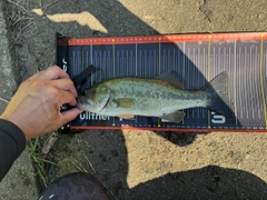 ラージマウスバスの釣果