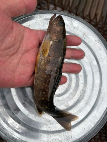 イワナの釣果