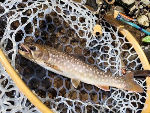 アメマスの釣果