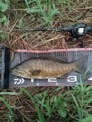 スモールマウスバスの釣果