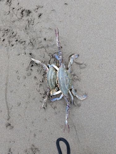 カニの釣果
