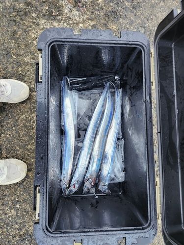 タチウオの釣果