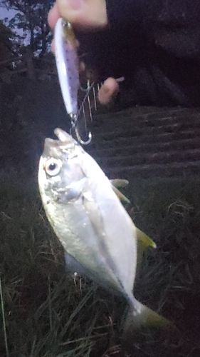 ギンガメアジの釣果