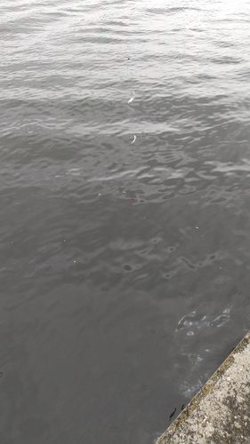 サッパの釣果