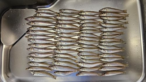 シロギスの釣果
