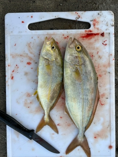 ショゴの釣果