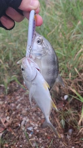 ロウニンアジの釣果