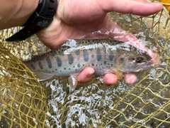 ヤマメの釣果