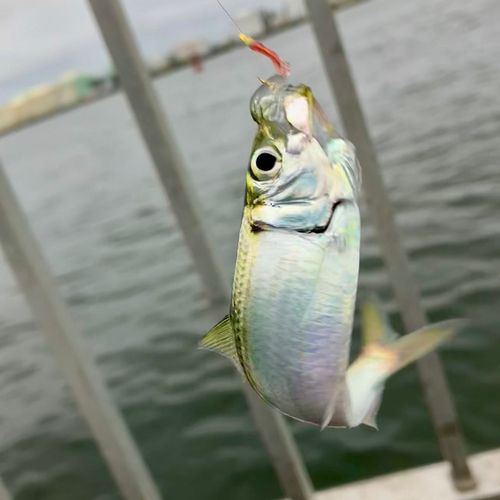 サッパの釣果