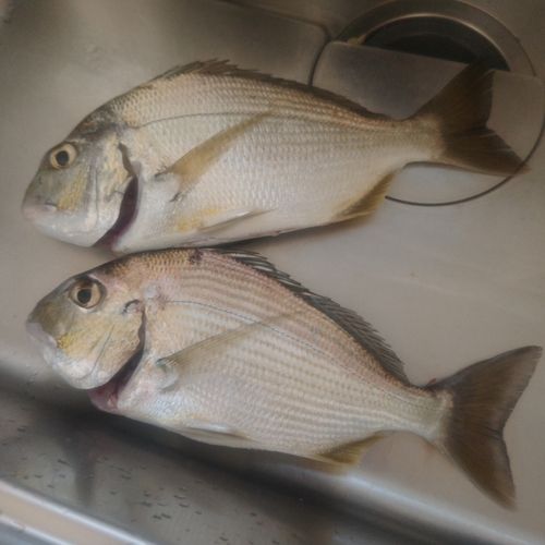 ヘダイの釣果