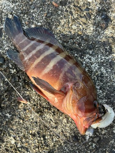 ヤミハタの釣果