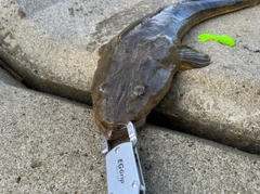 マゴチの釣果