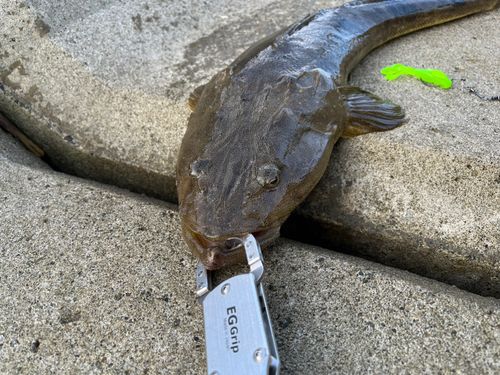 マゴチの釣果