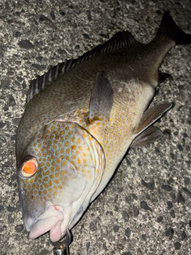 コロダイの釣果