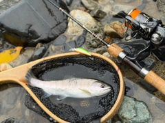 ヤマメの釣果