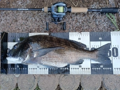 チヌの釣果