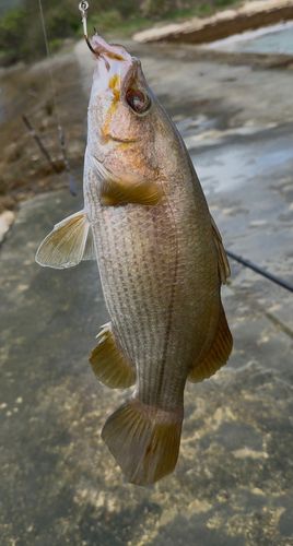 アカメの釣果