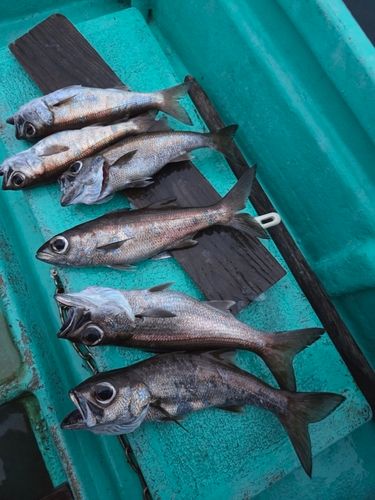 クロムツの釣果