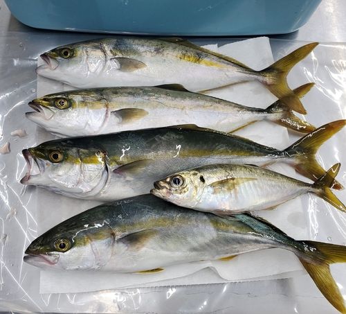 ヤズの釣果