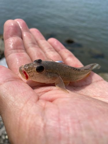 ハゼの釣果