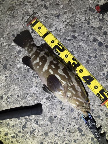 クエの釣果
