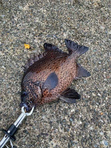 イシガキダイの釣果