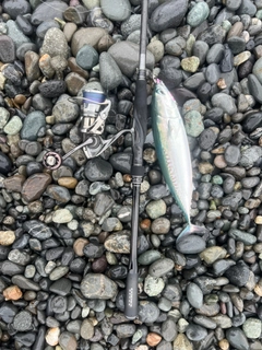 ソウダガツオの釣果