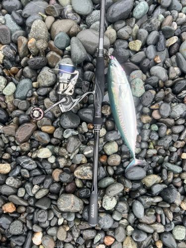 ソウダガツオの釣果