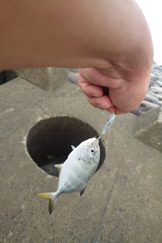 メッキの釣果