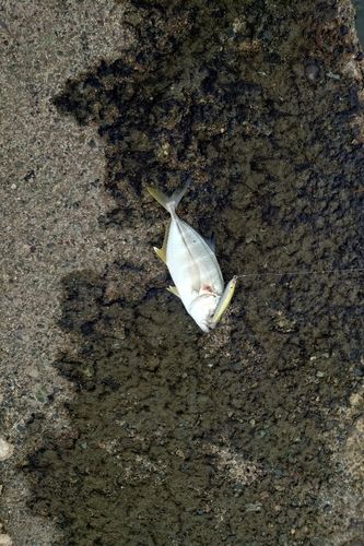 メッキの釣果
