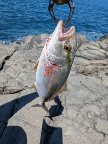 ネリゴの釣果