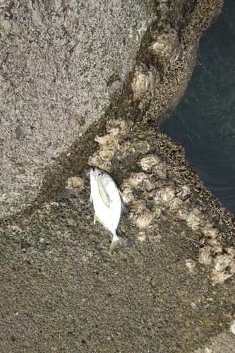 メッキの釣果