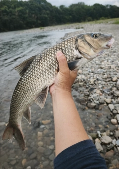 ニゴイの釣果