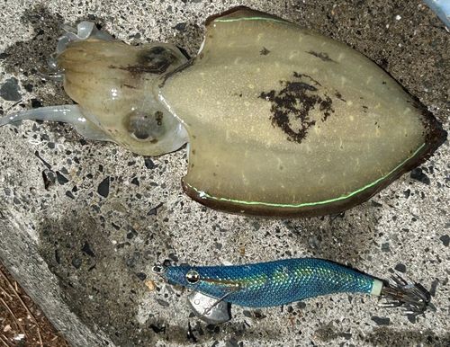 モンゴウイカの釣果