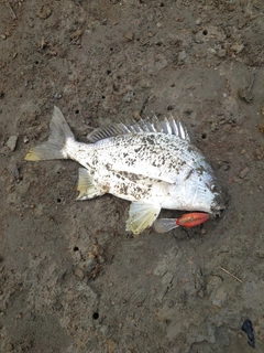 キビレの釣果