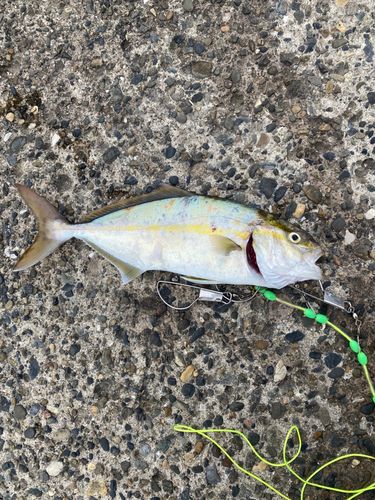 ショゴの釣果