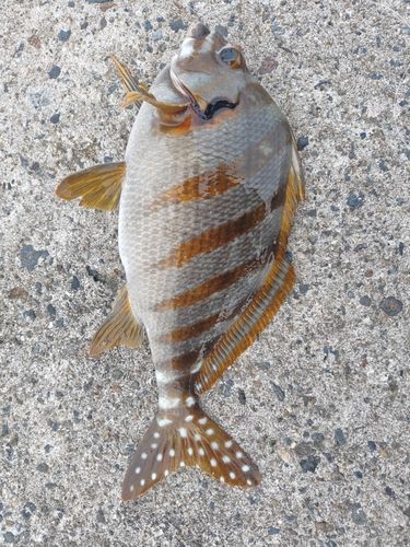 タカノハダイの釣果