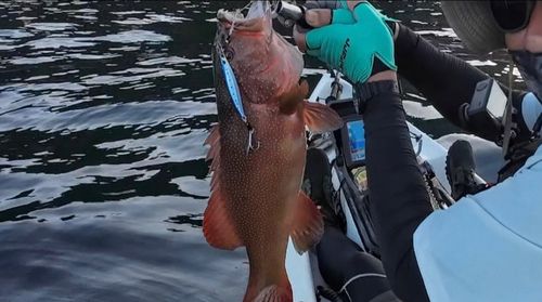 スジアラの釣果