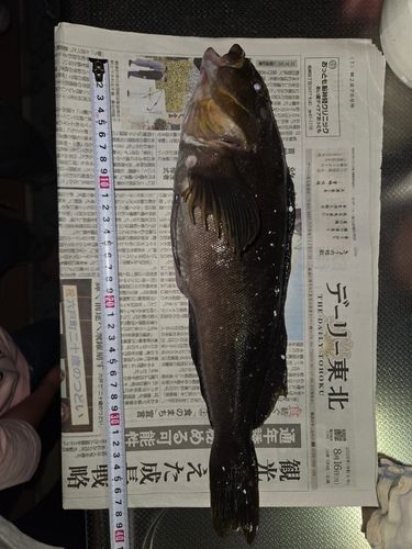 アイナメの釣果