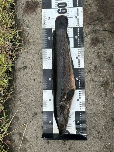 ライギョの釣果