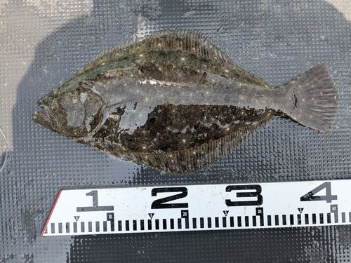 ヒラメの釣果