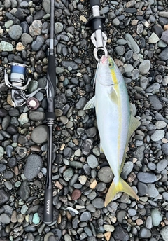 イナダの釣果