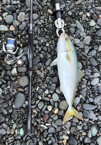 イナダの釣果