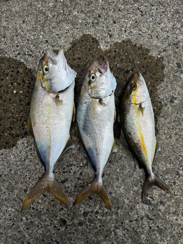 ネリゴの釣果