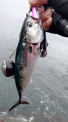 マルソウダの釣果