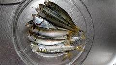 サッパの釣果